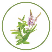 Desmodium
