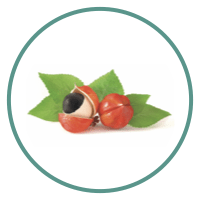 Guarana