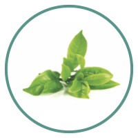 Maté vert