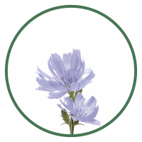 Feuilles de mauve